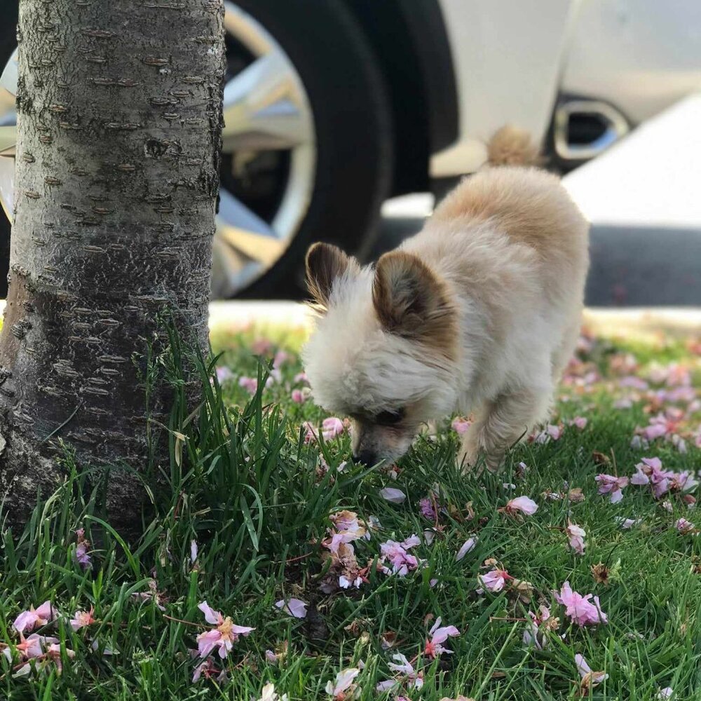 POSH SHOW LIVE UNLISTED ITEMS